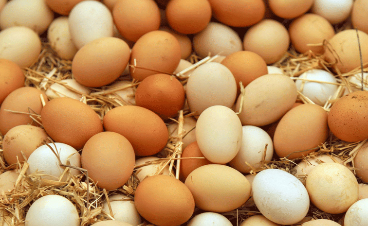 eggs.jpg