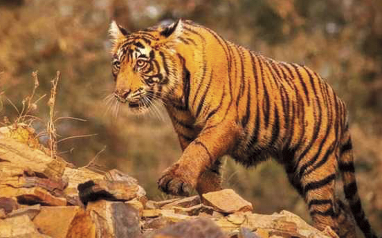 tiger.jpg
