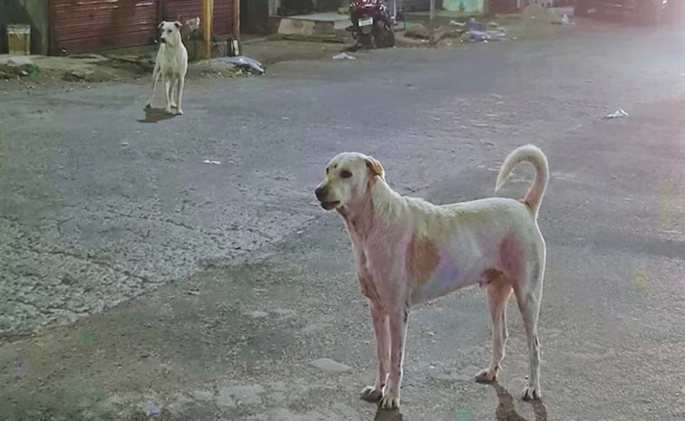 dogs2.jpg
