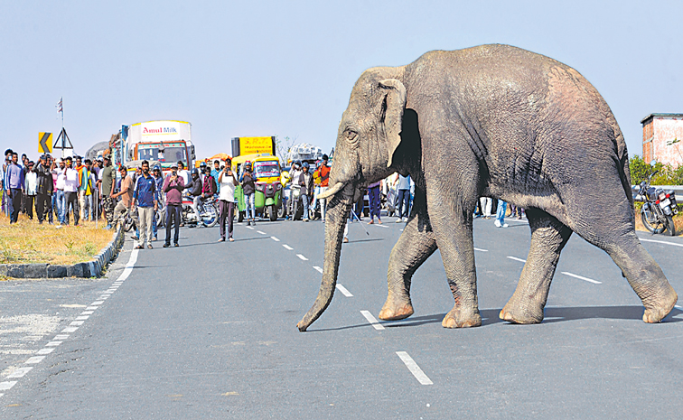 elephant.jpg