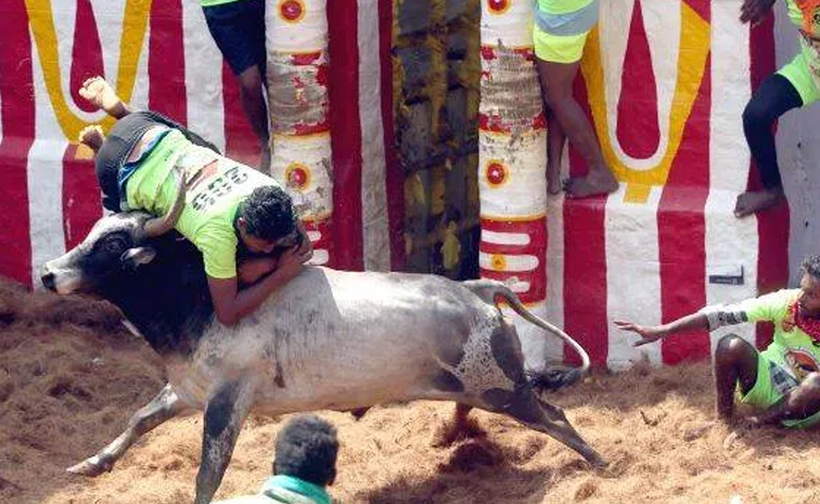 Jallikattu.jpg