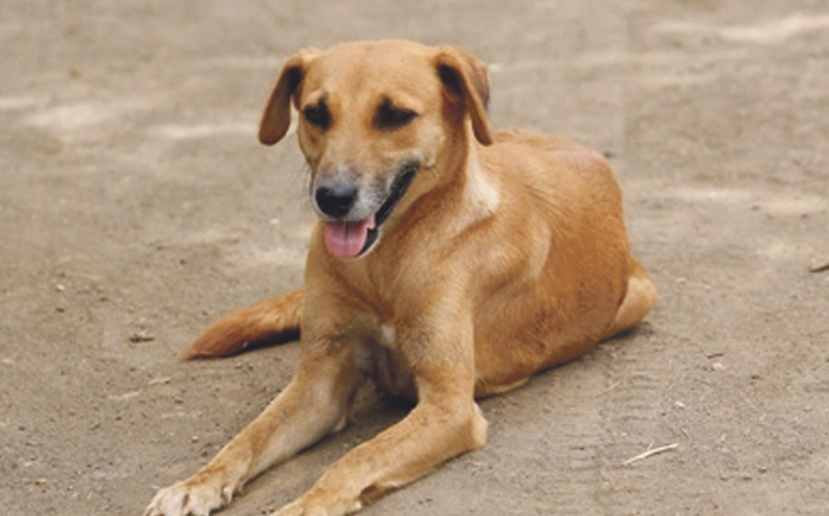 dog.jpg