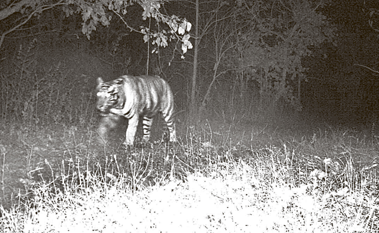 Tiger.jpg
