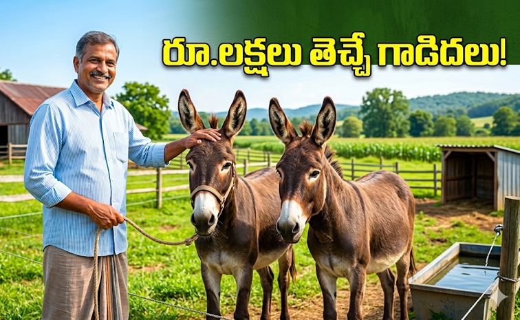 donkey-farming.jpg