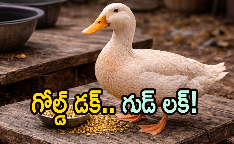 duck-gold.jpg