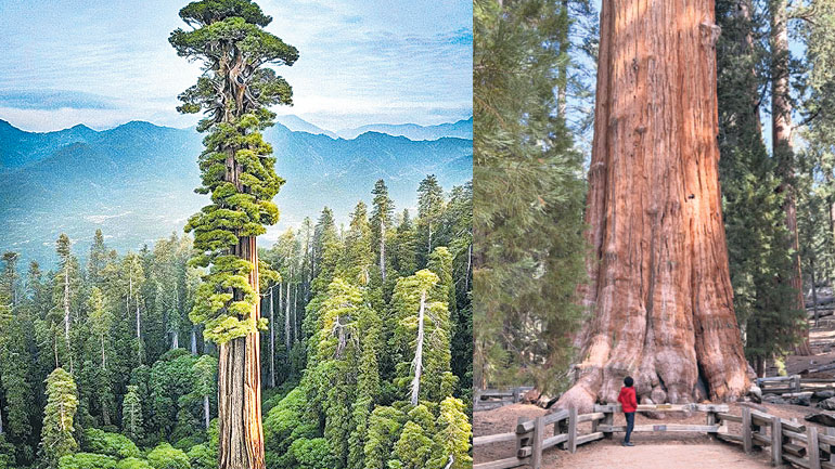 Tree.jpg