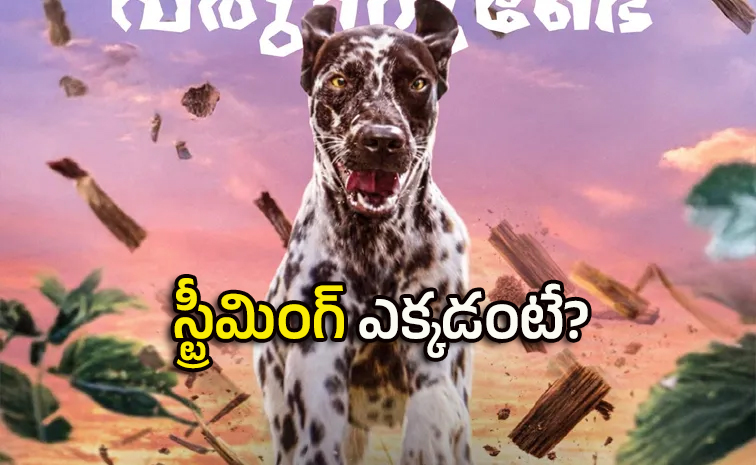Dog.jpg