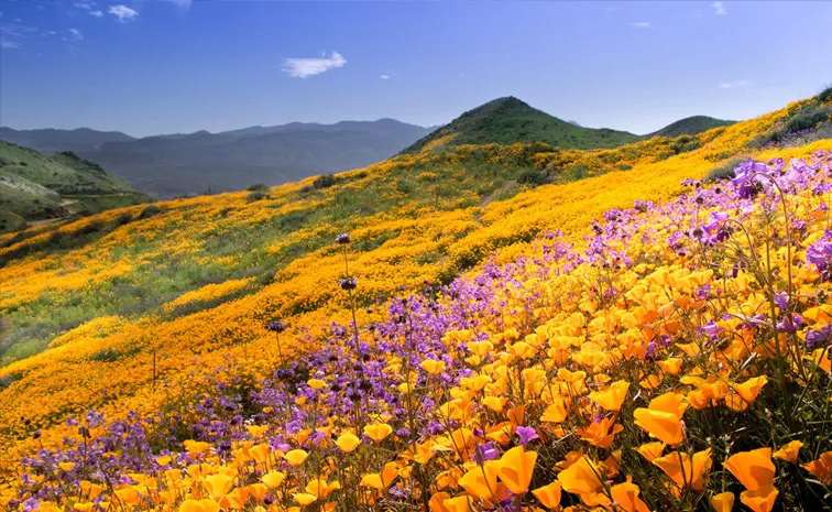 Unique-flowers.jpg