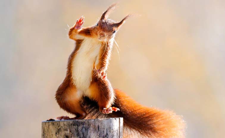 squir1.jpg