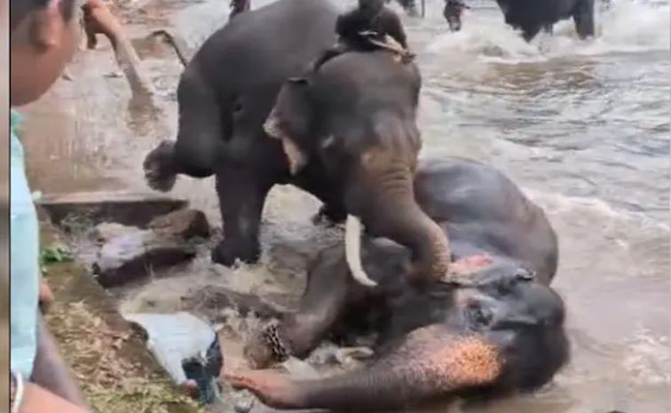 elephant.jpg