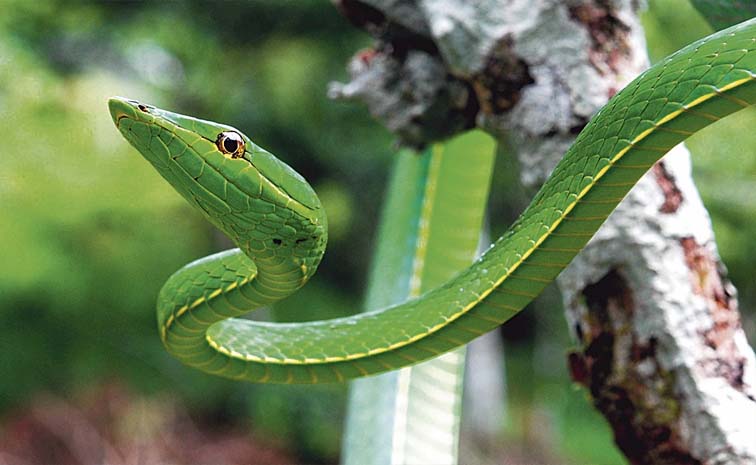Snake.jpg