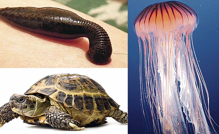 tort.jpg