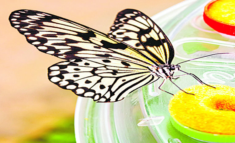 Butterfly.jpg