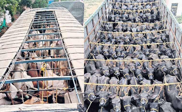 cattle.jpg