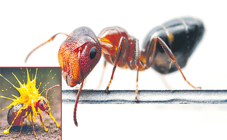 Colobopsis-Ants-1.jpg