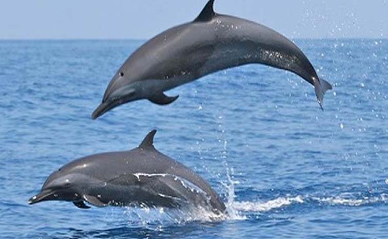 dolphin.jpg