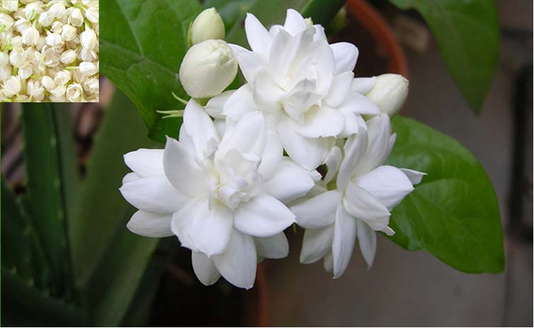 jasmin.jpg