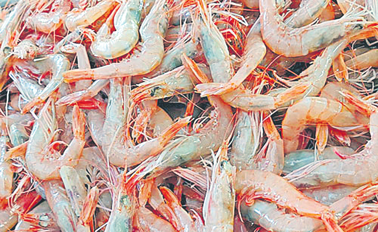 PRAWN.jpg