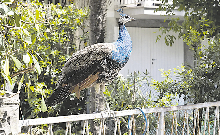 Peacocks.jpg