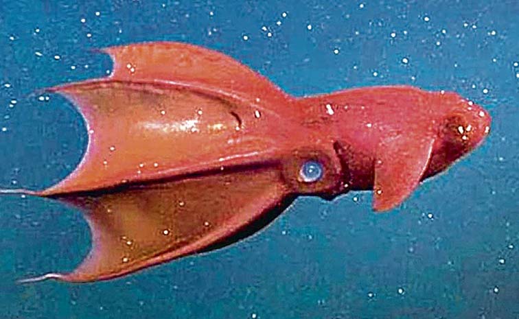 Fish.jpg