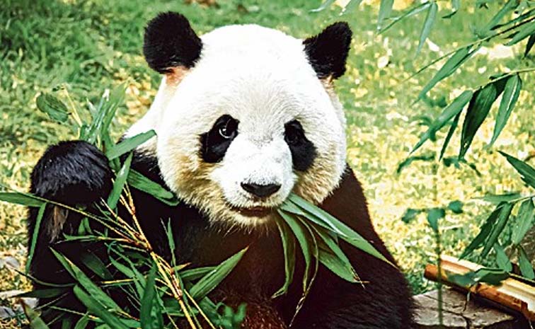 Panda.jpg