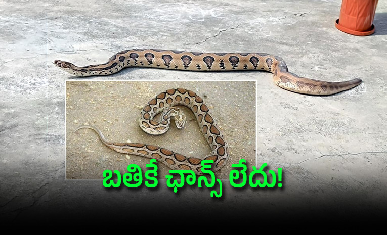 snakeee.jpg