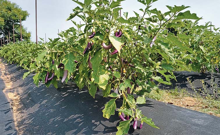 Brinjal.jpg