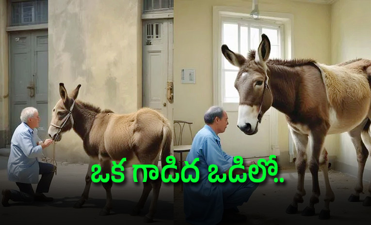 Donkey-Therapy-Paris-Hospital.jpg