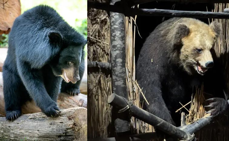 bear.jpg