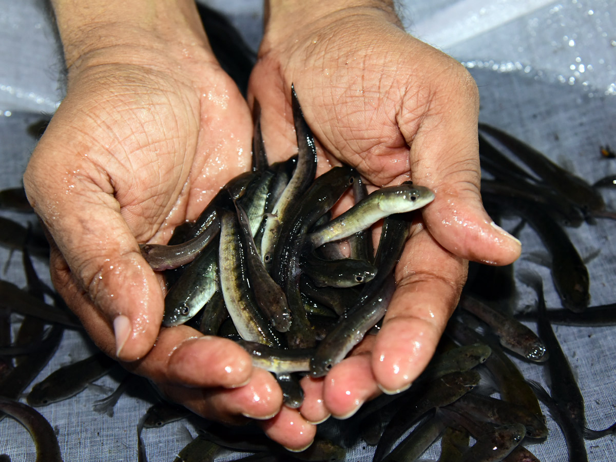 fish_20medicine_20_2813_29.jpg 13