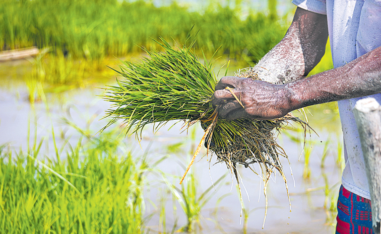 FARMER-PADDY--2264742883.jpg
