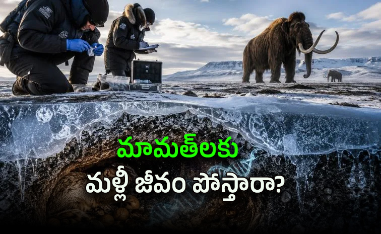 Mammoth2.jpg