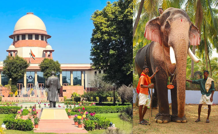 elephant.jpg
