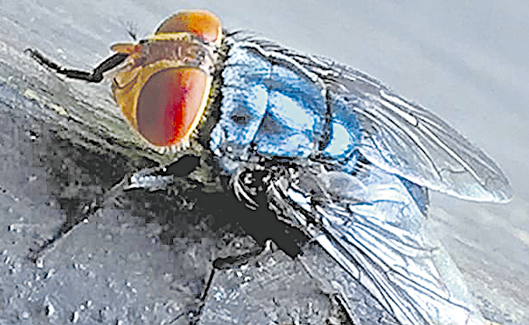 EEGA.jpg