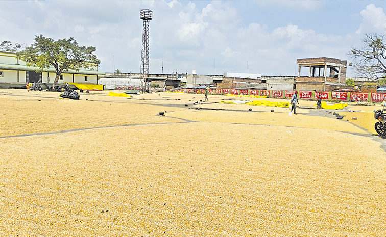 Maize.jpg