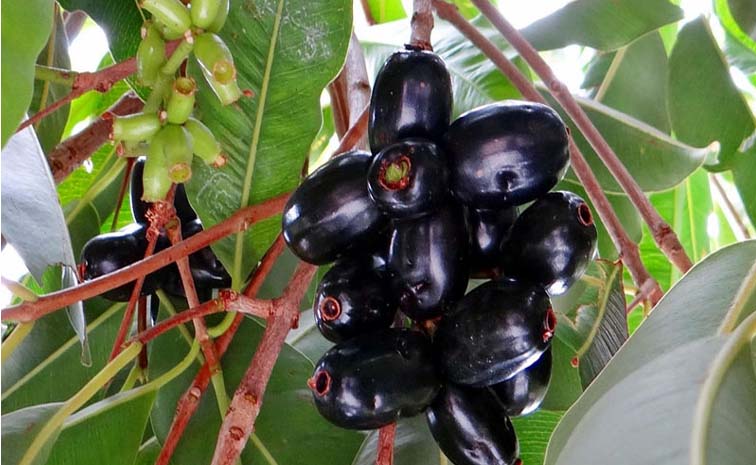 jamun.jpg