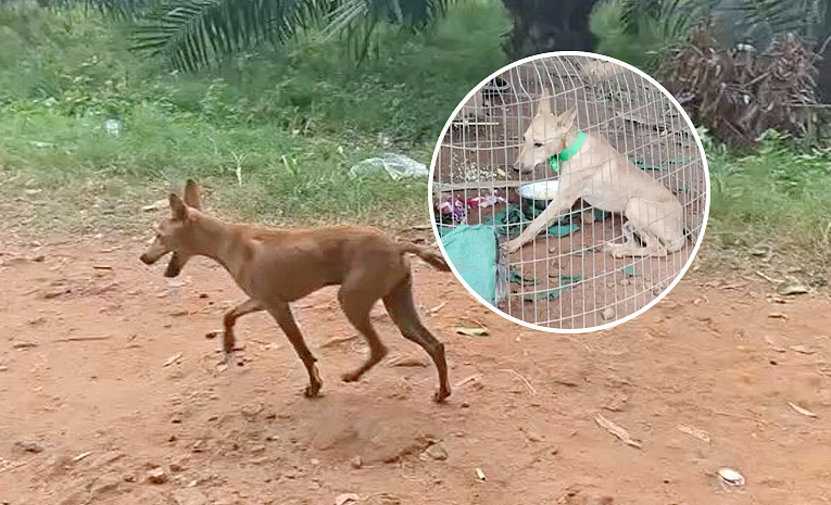 Dog-In-Kakinad-Kid-Missing-Case.jpg