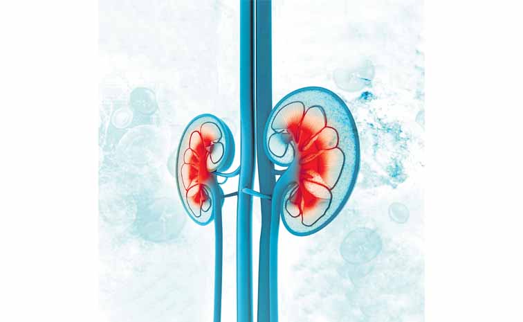 kidney.jpg