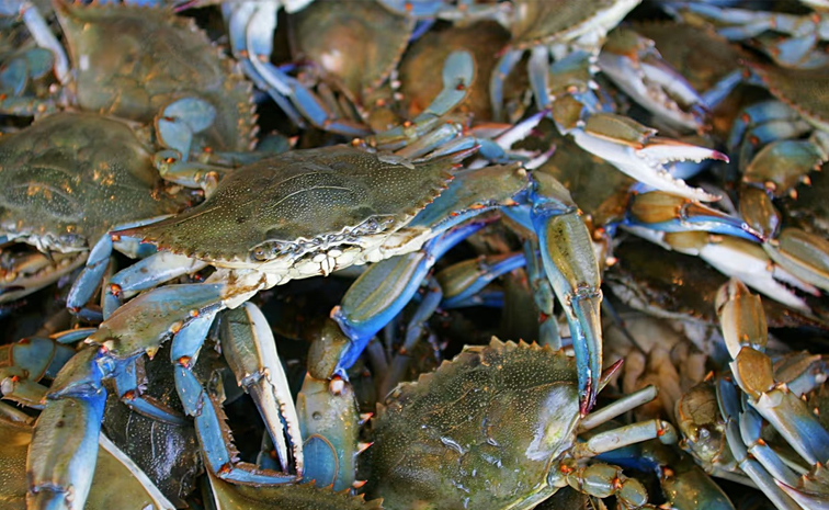 blue_20crabs.jpg