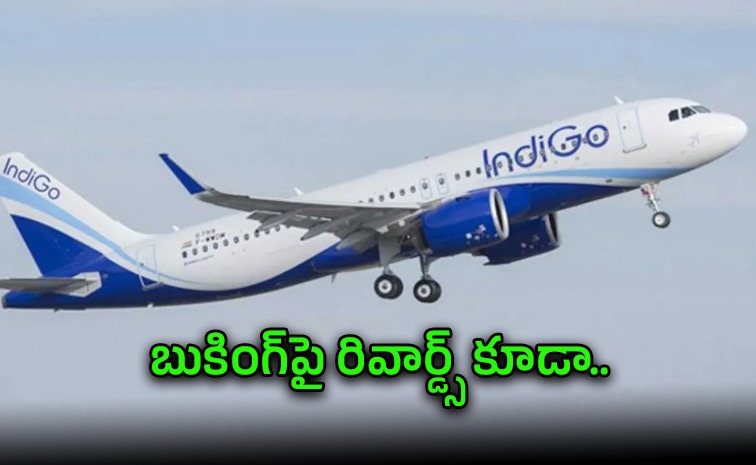 indigo.jpg
