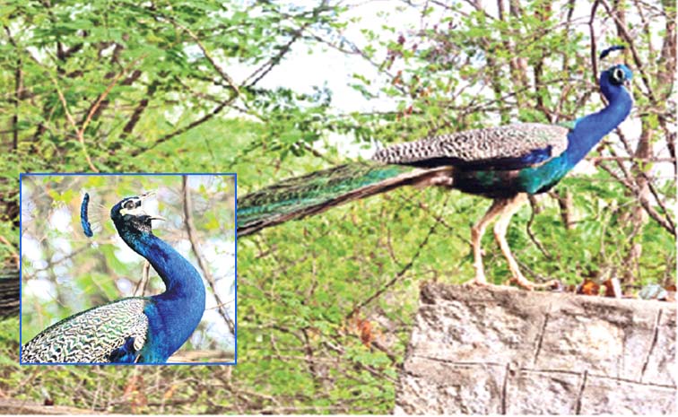 Peacock.jpg