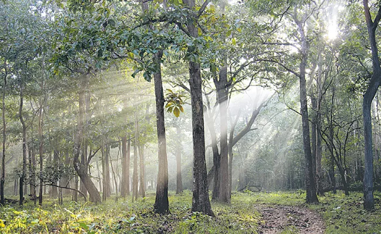 forest_5D.jpg