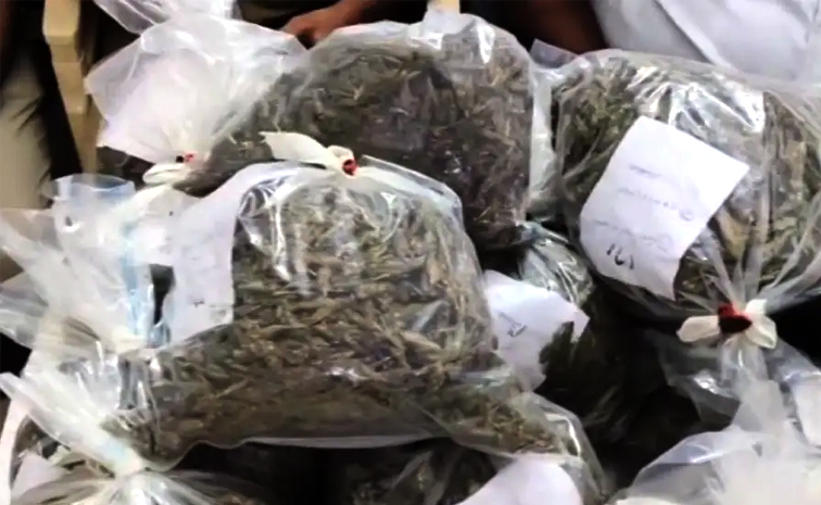 ganja-seized_0.jpg