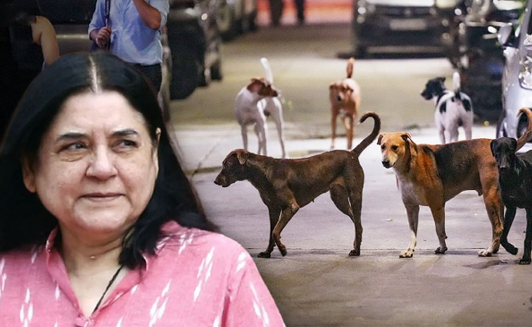 menaka-gandhi.jpg