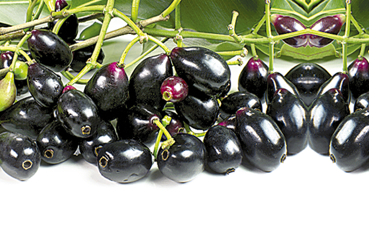 Jamun-Fruit.jpg