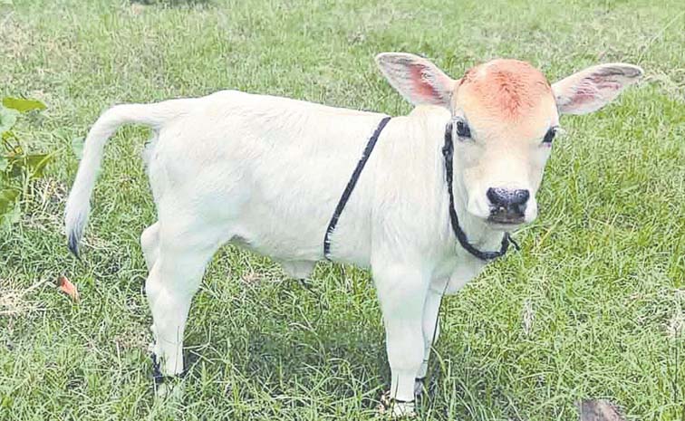 Calf.jpg