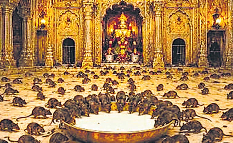 Karnimatha_20Rat_20Temple.jpg