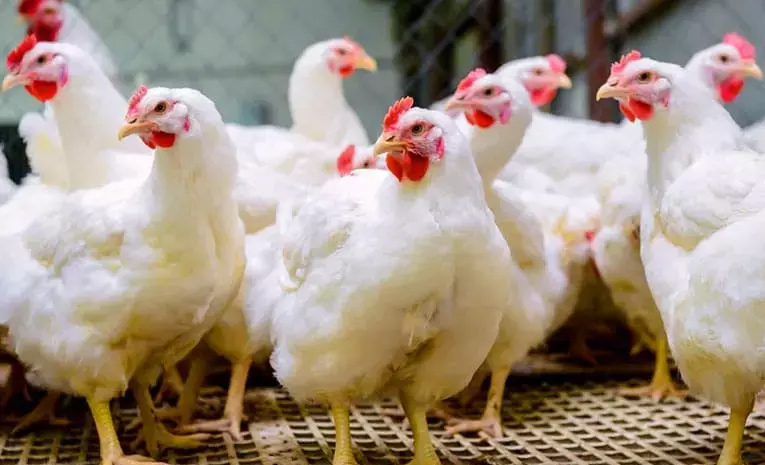 chiken.jpg