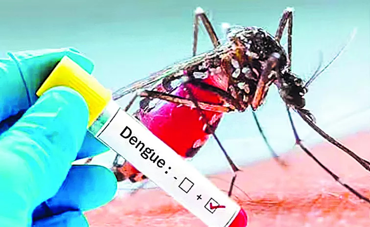 dengue.jpg
