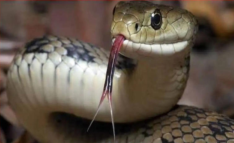 snake_202.jpg